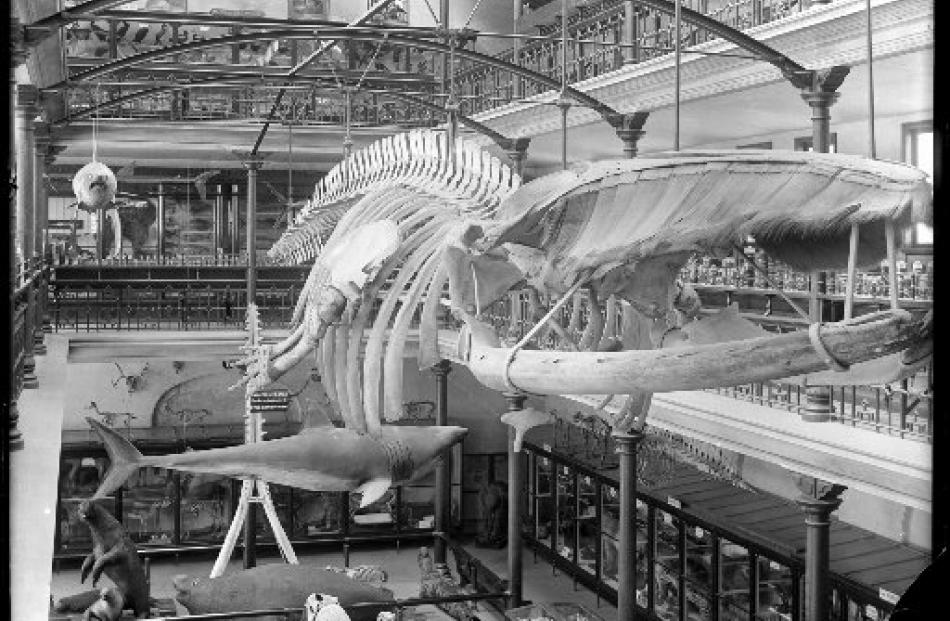 The skeleton of the fin whale suspended from specially modified railway girders, their...