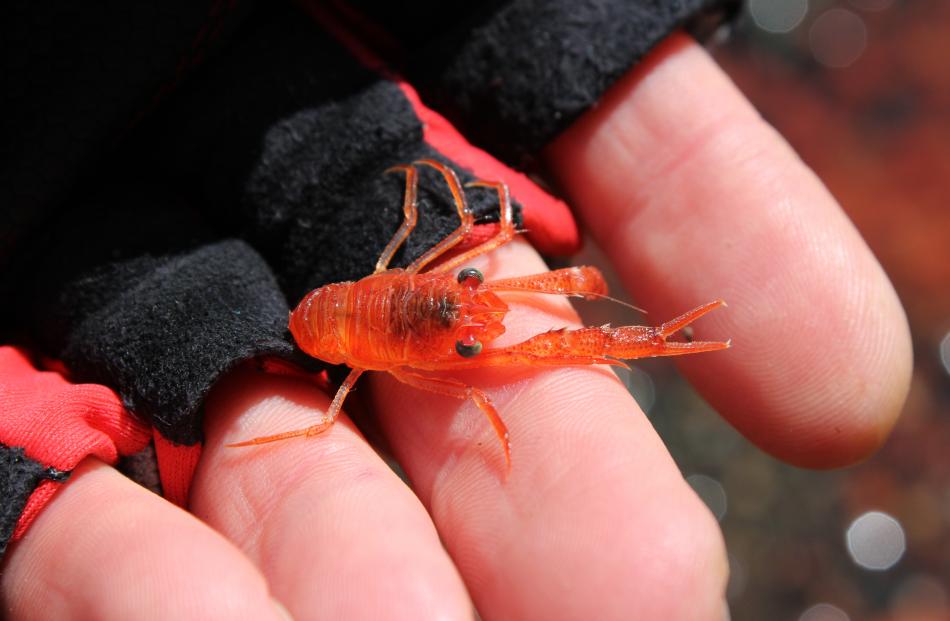 A close-up of the krill. Photo: Paul Van Kampen