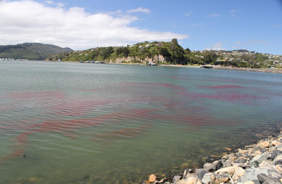 Krill as seen in the Otago Harbour. Photo: Paul Van Kampen