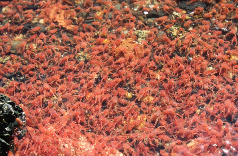 The krill on the harbour's edge after the tide had gone out. Photo: Paul Van Kampen