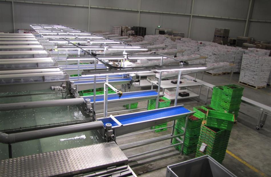 The processing line of the Cherrypac cherry-packing factory in Cromwell.