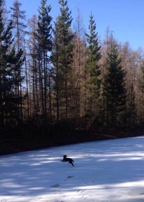 Magpie frolics on a frozen Naseby pond. PHOTO: SHAWN MCAVINUE