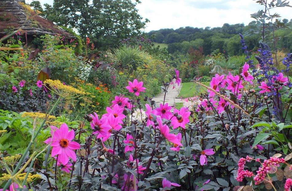 In the area behind the manor, late summer colour includes dahlias.