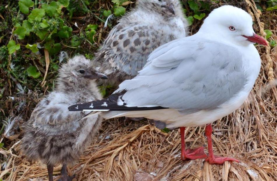 Two red-billed gull chicks sit close to a parent at Taiaroa Head.