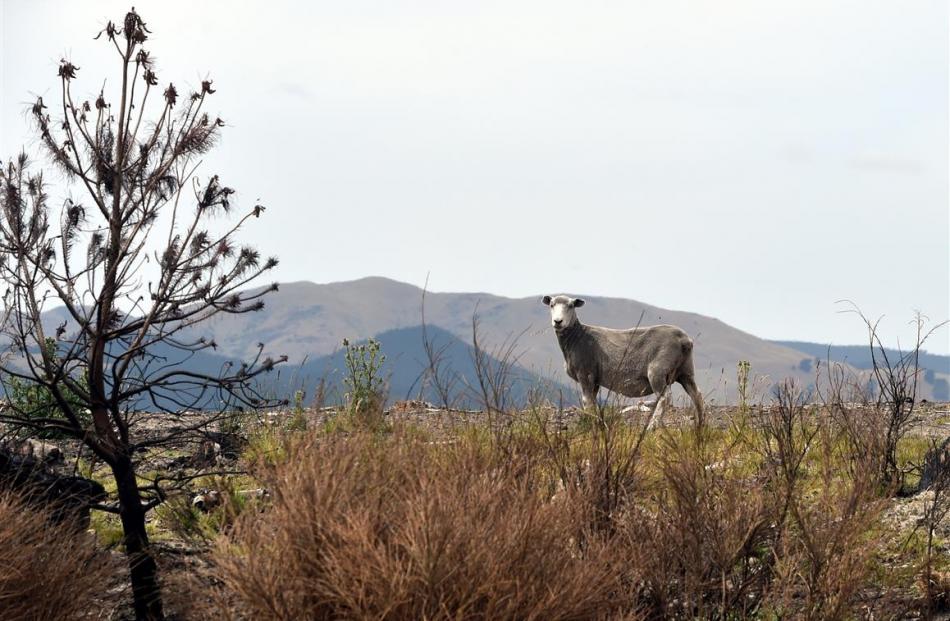 Dry conditions and weaker commodity prices will affect Otago’s rural sector. Photo by Peter...