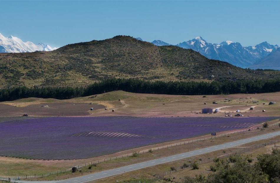 The New Zealand Alpine Lavender organic farm in full bloom.