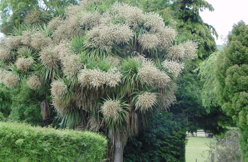 A splendid cabbage tree in a garden on the Taieri.