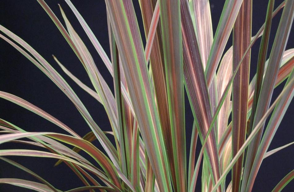 Cordyline banksii Electric Star is one of a group of newer hybrids.