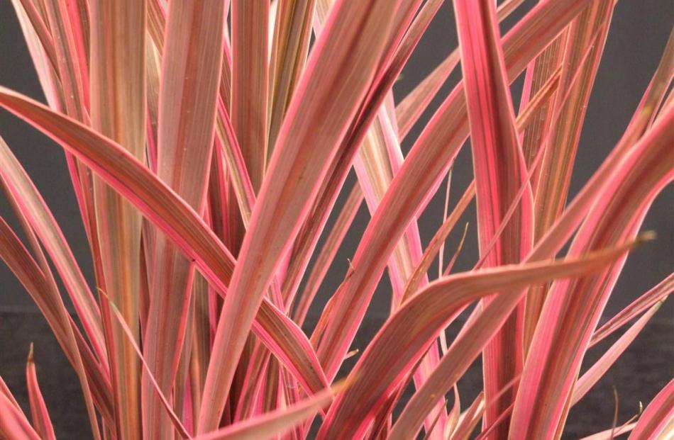 Notable for strong colour, Cordyline banksii Electric Pink was introduced in 2013.