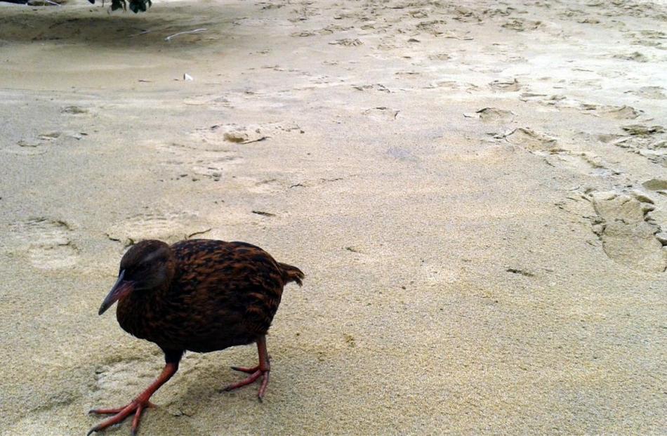 A weka takes a walk on a beach at Ulva Island.