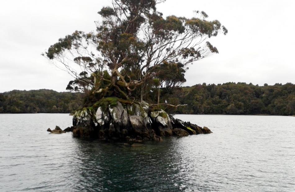 Birds perch in a tree clinging to a rocky outcrop in Paterson Inlet.