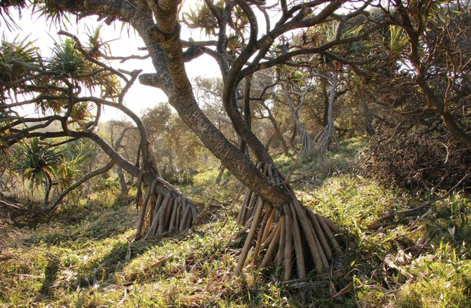 Pandanus trees dominate the coastal vegetation at Headland Park, Point Lookout.