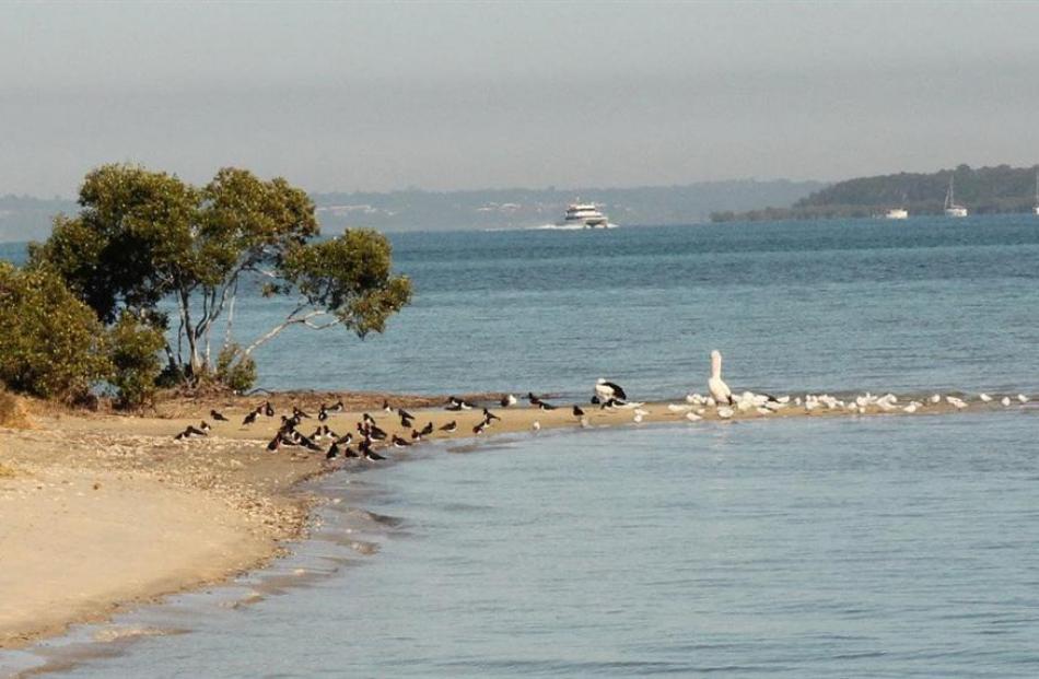 Pelicans and South Island pied oystercatchers rest on a sandspit at Dunwich, with the fast ferry...