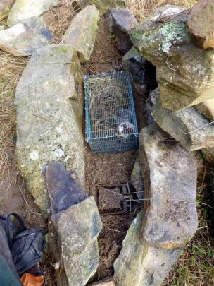 A novel trap set and bait: a stone cairn containing Fenn traps and two caged live mice.