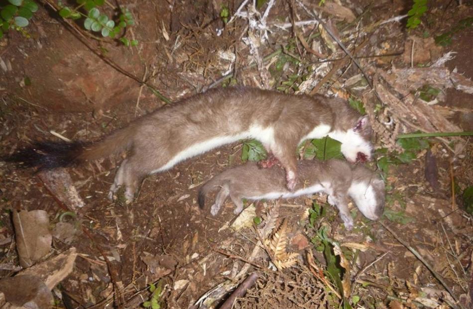 The end game: the dead female stoat  with one of her dependent kits.