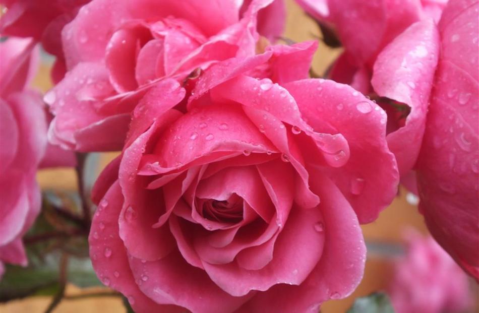A recent addition to the garden is the floribunda rose Memory Lane.