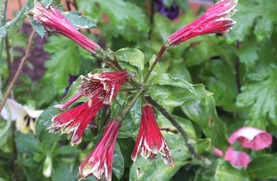 Although it has a reputation for spreading, Alstroemeria pulchella (syn. Alstroemeria psittacina)...