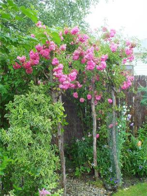 An existing rose was trained over a new arch.