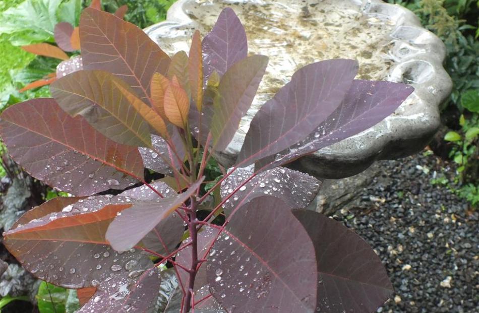 This smoke bush (Cotinus coggygria) was one of a selection of shrubs Veronica won.