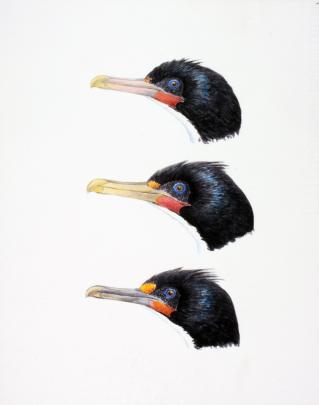 Subtle colour differences are noted in the Foveaux shag (top), Otago shag (middle) and Chatham...