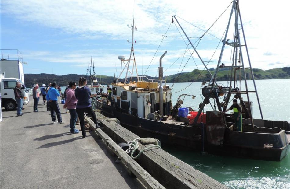 A fishing boat  with its catch arrives at Raglan wharf.