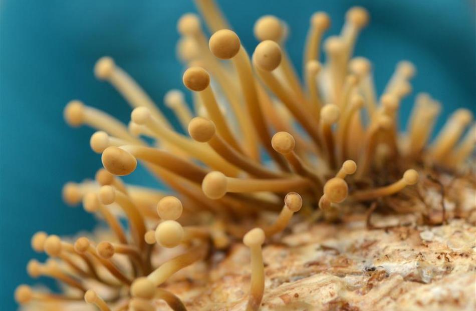 Enoki, or velvet shank mushrooms.