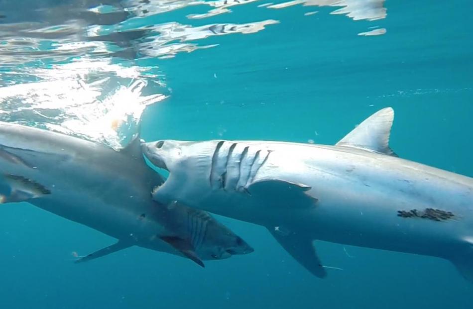 Two mako sharks fighting.