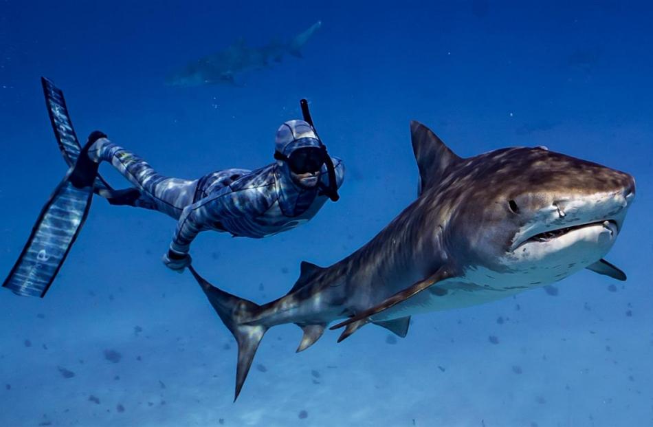 University of Auckland PhD candidate and University of Otago graduate Riley Elliott dives with a...