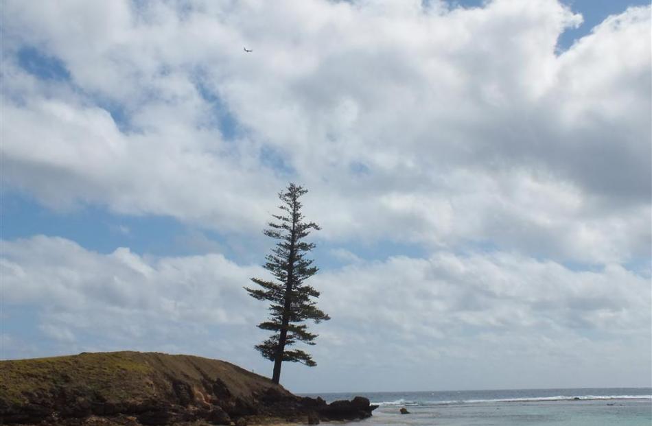 This Norfolk Island pine is said to have been overlooking Emily Bay since before Captain Cook...