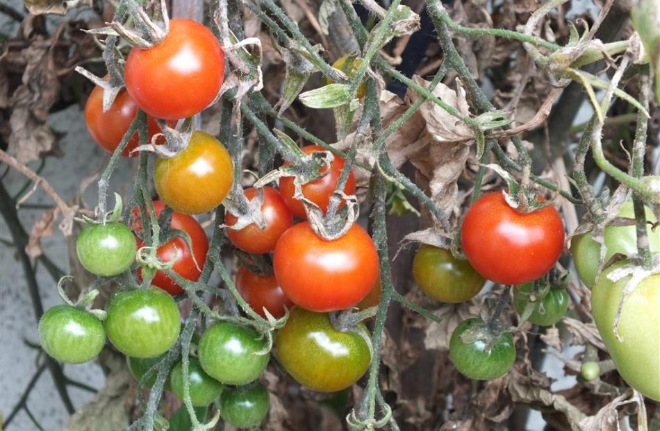 Reduce watering to encourage tomatoes to ripen.