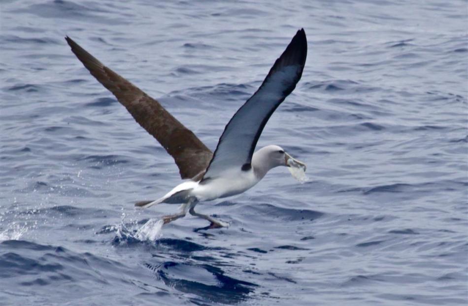 A Salvin’s albatross carries a jellyfish meal. Photo by Terry Newham.