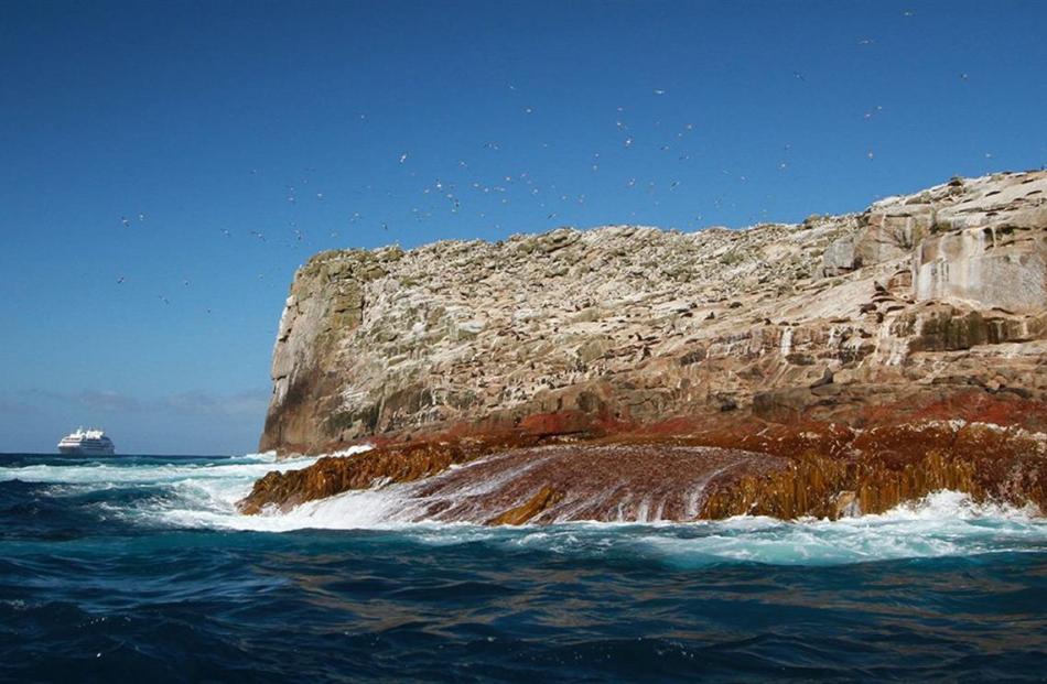 Albatrosses swirl above islands in the main group. Photo by Neville Peat.