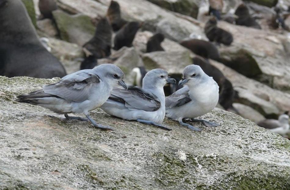 Salvin’s albatross and erect-crested penguin nests intermingle on the weather-polished rocks....