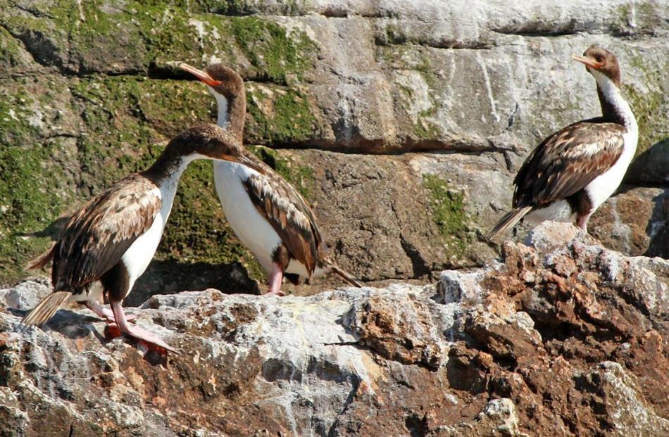 The Bounty Island shag is probably the world’s rarest cormorant. It nests on the rock ledges,...