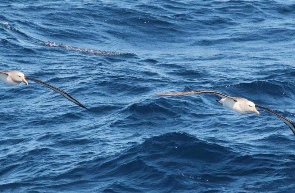 Two Salvin’s albatross in sychronised flight. With a wingspan of 2.5m they can fly across the...