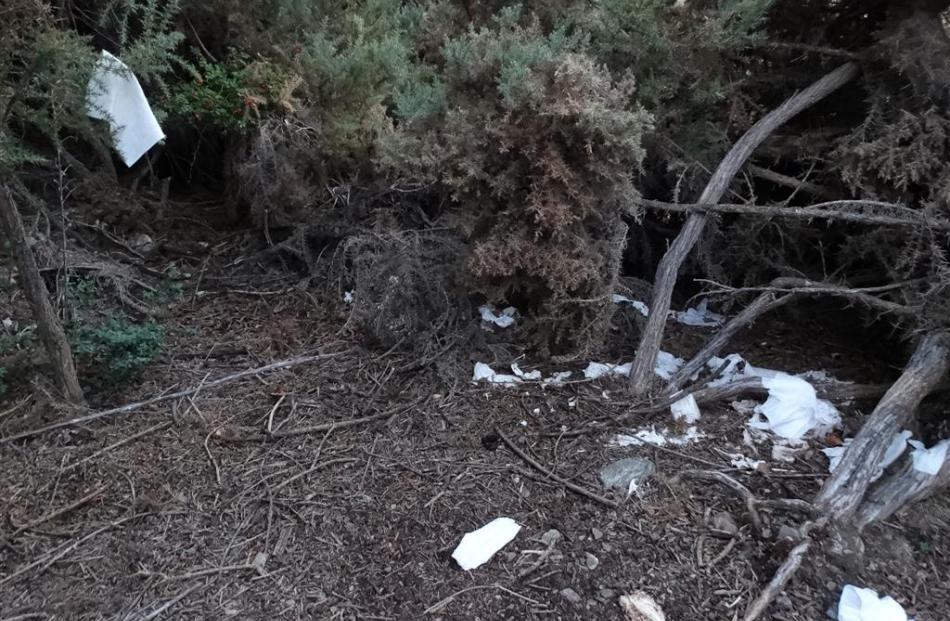 Toilet paper strewn in bushes.