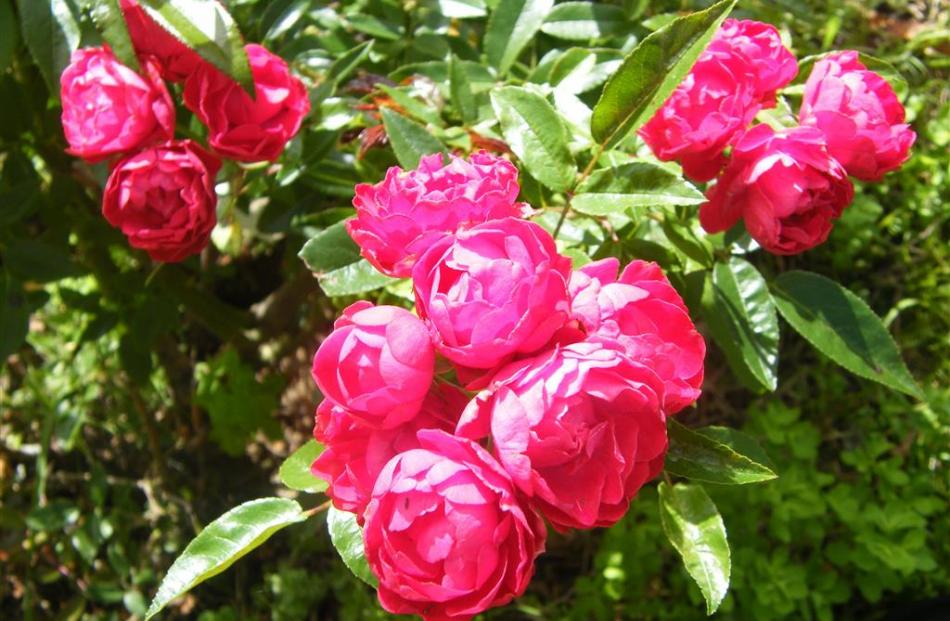 Edith Cavell Polyantha rose.