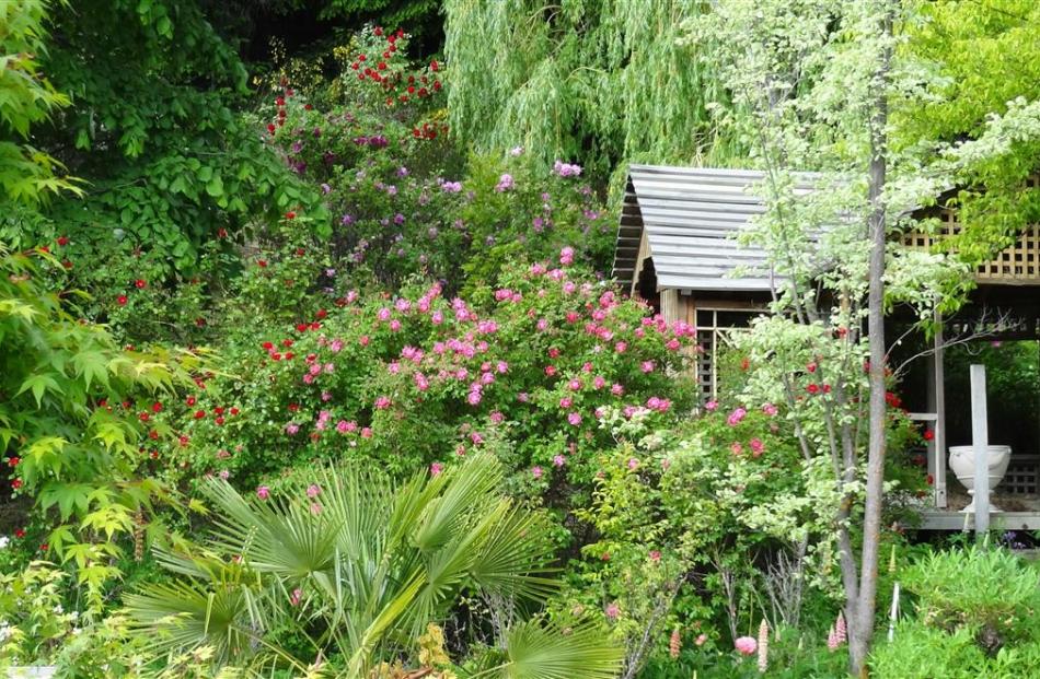 Kordesii and Rugosa roses surround a rose pavilion in Murray and Noeleen Radka’s Springvale garden.