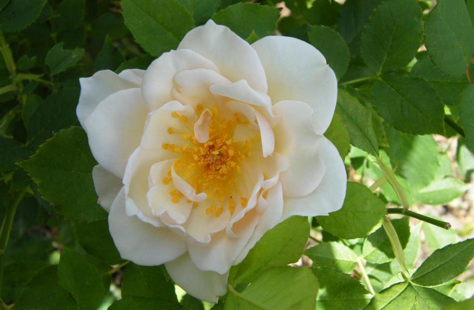 Moonbeam White.
