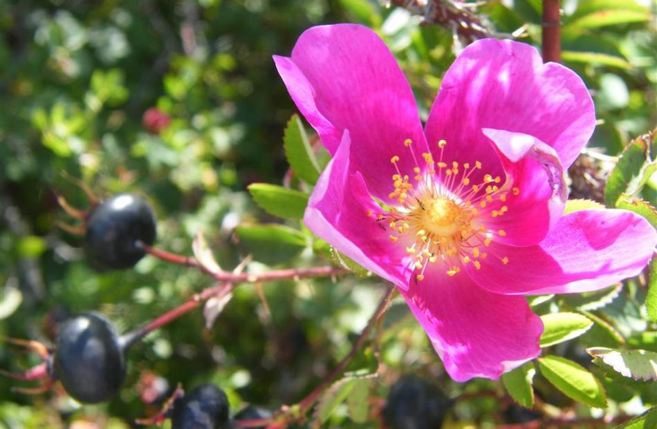 Single cherry rose with blackcurrent hips. Photos by Pam Jones