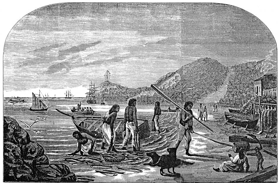 A group of Maori at Otakou bring in a catch of barracouta in this 1867 lithograph based on a...