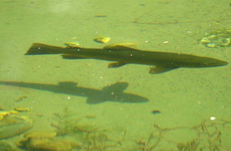A wild trout cruises a pond at the site of the Hook development.