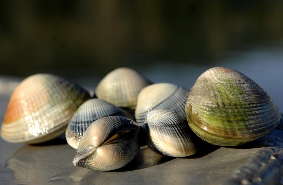 Dense beds of cockles can be found in sandflats. Photo: ODT
