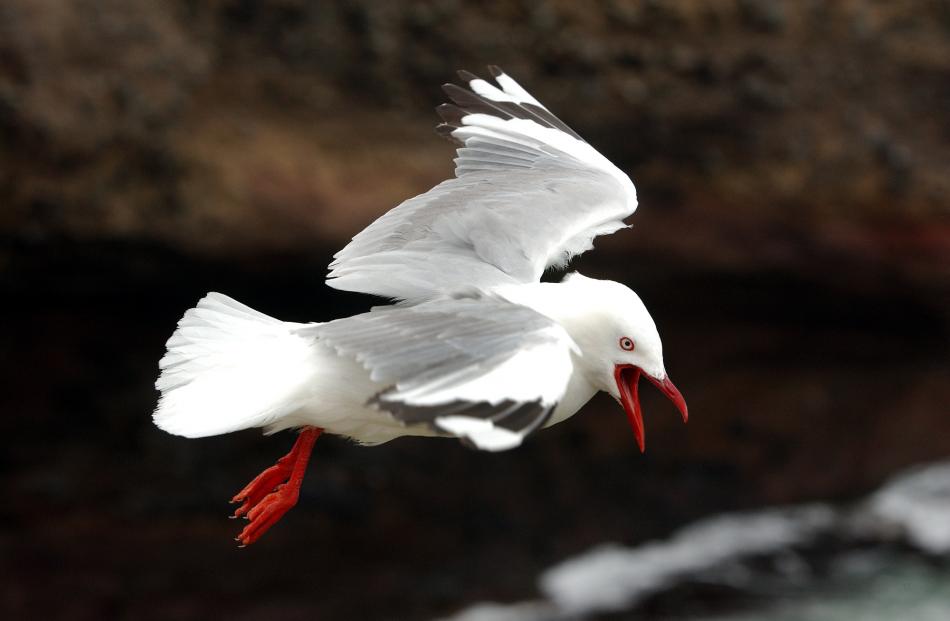 Red billed gulls are a familiar sight. Photo: Stephen Jaquiery