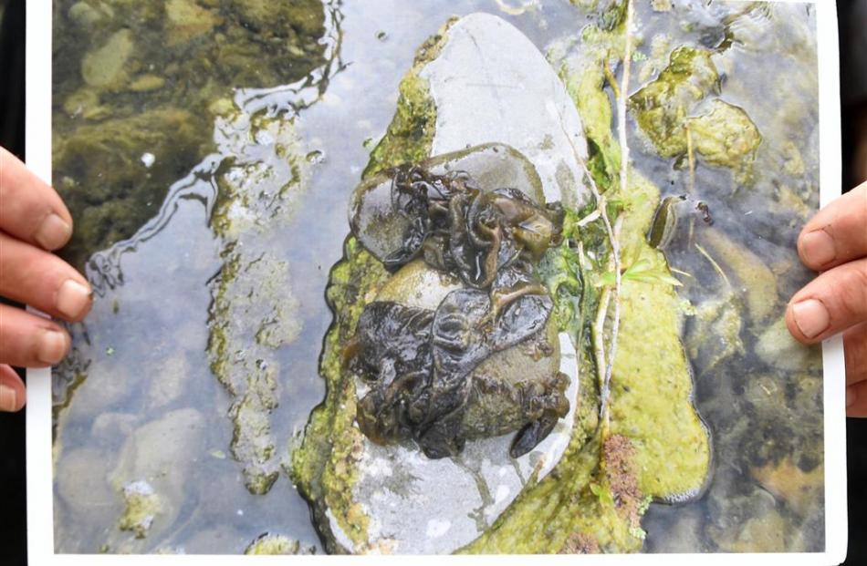 Mr. Blair holds a photo he took earlier this year of cyanobacteria in the Hakataramea River.