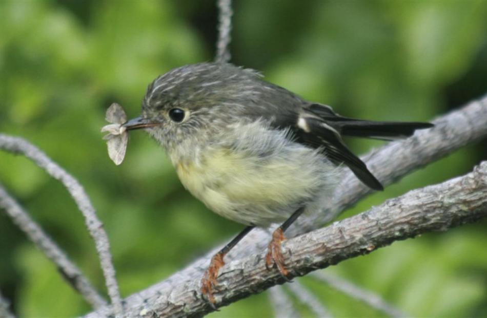 A female tomtit at Orokonui Ecosanctuary with a newly caught moth. Photo: Neville Peat.