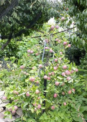 An apple tree grows along a boundary fence .
