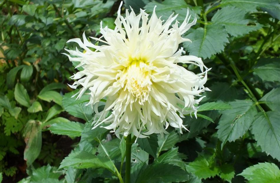 Dahlias, like this one with fimbriated petals, do well in the Johnsons’ Alexandra garden.