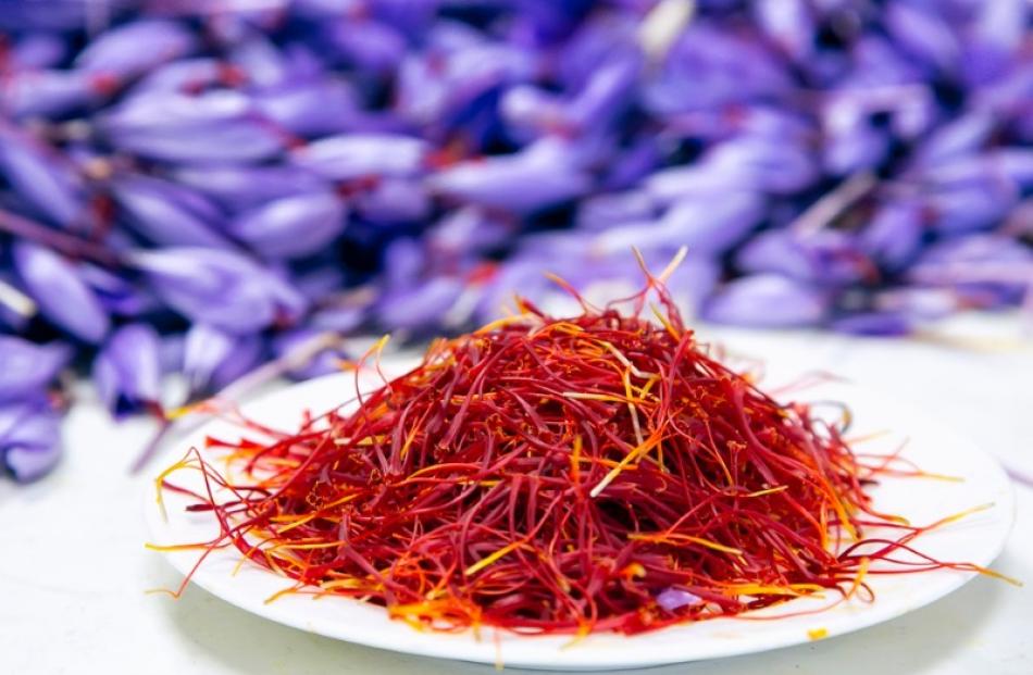Freshly-harvested saffron threads. According to Rodolfo Encarnación Marin, manager of the...
