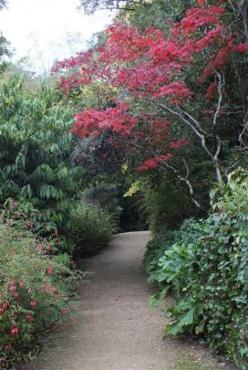 A fiery Japanese maple glows scarlet over a path.